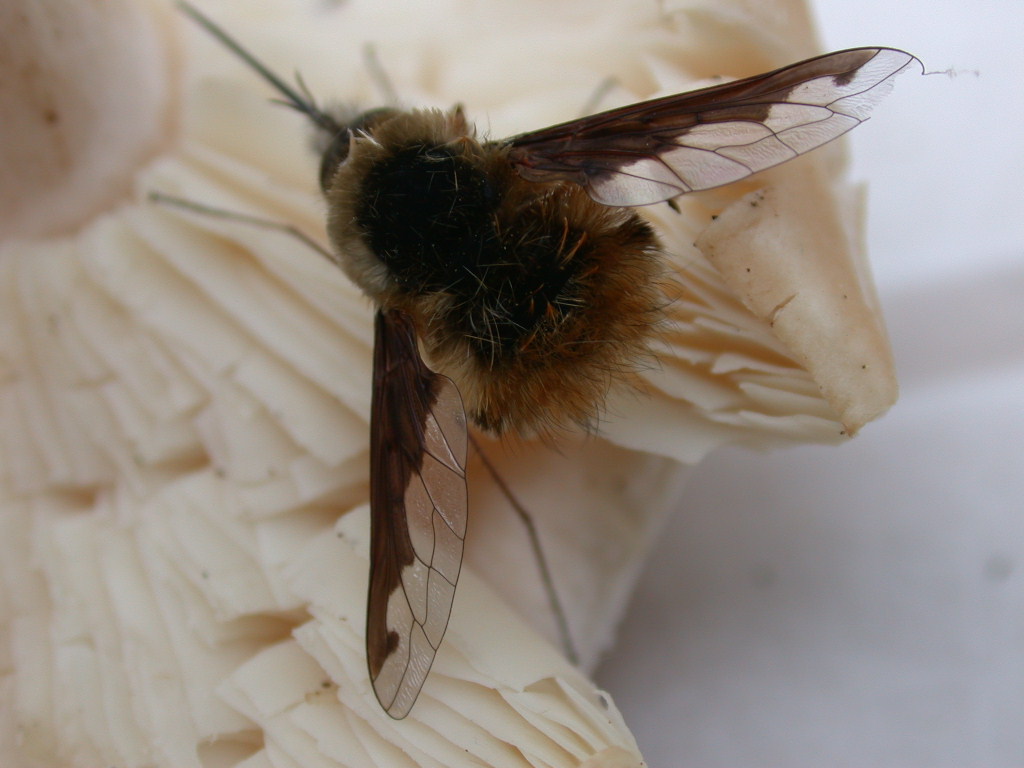 Bombilius major... e fungo